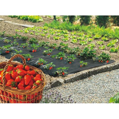 Nortene – Film de paillage spécial fraises 1,40 x 20 m – En polyéthylène 40 microns – Résistant UV – Durée de vie 24 mois