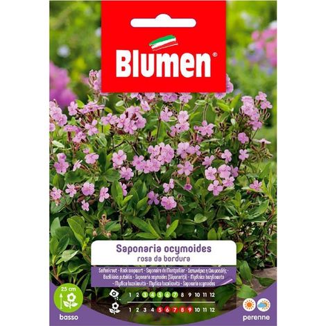 SEMI SAPONARIA OCYMOIDES ROSA DA BORDURA