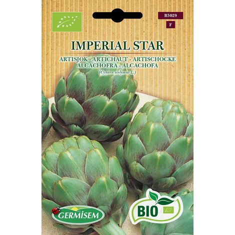 Graines Artichaut IMPERIAL STAR Variété précoce de type globe à végétation très vigoureuse qui produit 7 à 8 fruits par pied, presque sans épines