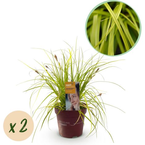 Lot de 2 Graminées Ornementales Carex Everillo Jaune Persistant Pot Ø 17cm Hauteur 50cm - PANGIVO (1/5)