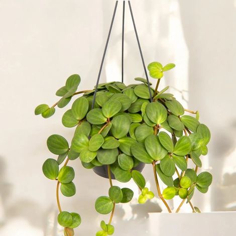 Gardenaria Peperomia tetraphylla 'Hope' - Pianta da interno ornamentale - Altezza: 20 cm (vaso 14) (1/5)