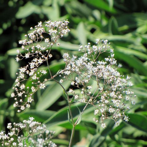 Gypsophile paniculé le sachet de 400 graines (0,4g)