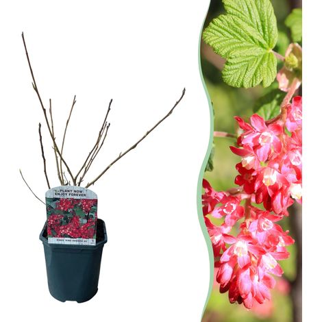 Ribes sanguineum King Edward VII - Groseillier à fleurs - Arbuste Caduc Rose - Pot 17cm H45cm - PANGIVO (1/5)