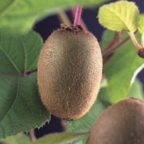 PIANTA DA FRUTTO KIWI JENNY AUTOFERTILE in vaso 20 età 2/3 anni (foto reali)