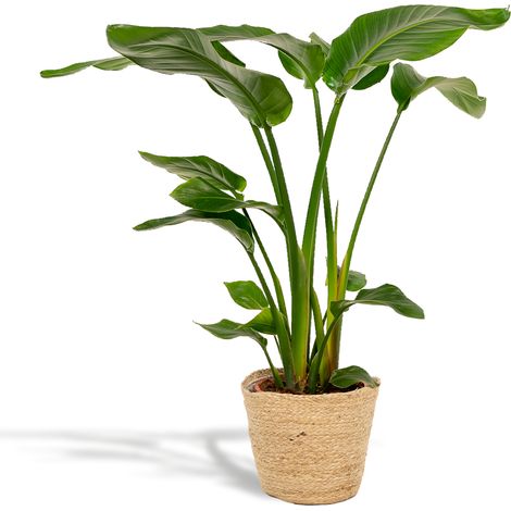 Strelitzia Nicolai Oiseau du Paradis Géant avec Panier Plante d'Intérieur Ø19cm H90cm - PANGIVO (1/5)