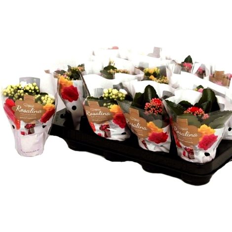 Pack de 16 Plantas de Kalanchoe Calandiva Variado en Maceta M7