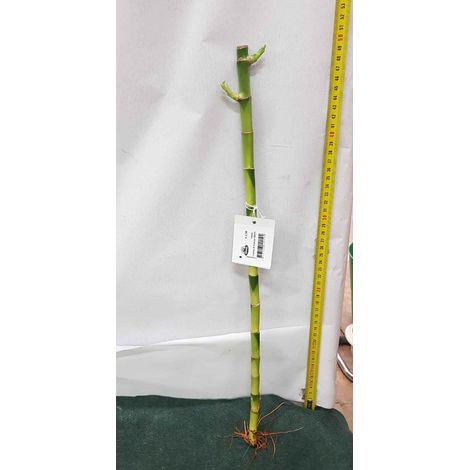 LUCKY BAMBOO 50CM (BAMBÙ DELLA FORTUNA)