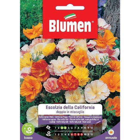 SEMI ESCOLZIA DI CALIFORNIA BLUMEN