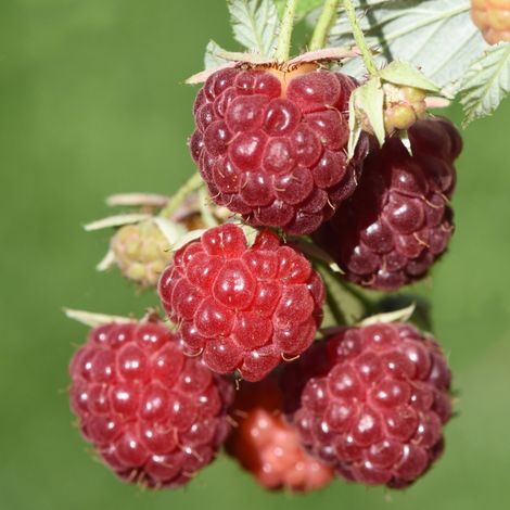 Framboisier Willamette' - Rubus idaeus Willamette' 50/60cm (1/2)