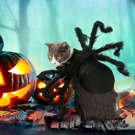 Costume d'araignée en peluche réaliste pour animaux de compagnie - Déguisement d'Halloween pour chats et chiens - Taille S - Tour de cou : 20-32 cm - Tour de poitrine : 32-42 cm (1/5)