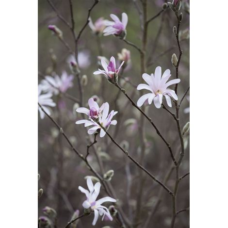 Tulpen-Magnolie Magnolia soulangiana 7,5L 80- 100 (1/5)