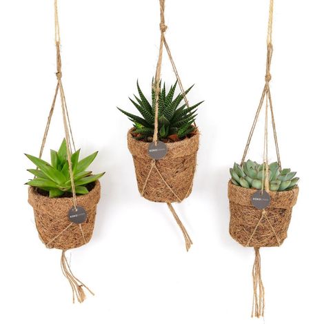 String Succulent Mix - Plantes Décoratives Intérieures en Pot - 3 Pièces - 10 cm - 15 cm - PANGIVO