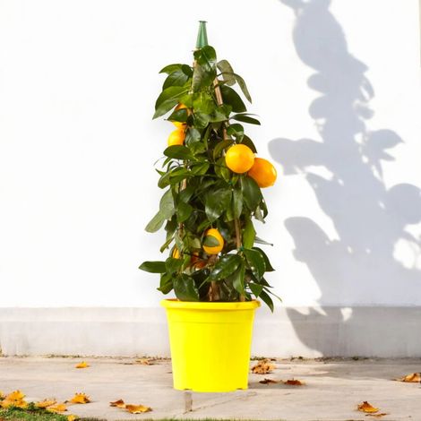 Gardenaria Limone Meyer - Citrus × meyeri - Pianta di agrume da frutto in vaso - Altezza: 65/70 cm (vaso19)