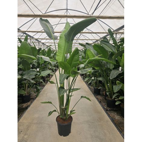 STRELITZIA NICOLAI (STERLIZIA GIGANTE) VASO 30 H.160/180 (1/4)