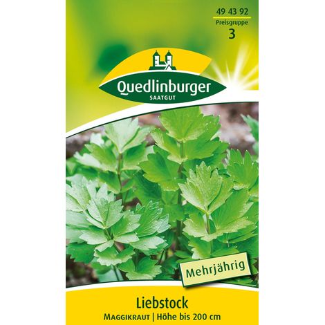 Quedlinburger Saatgut – Livèche (herbe à Maggi) – Graines d'herbes aromatiques, vivace, hauteur jusqu'à 200 cm (1/2)