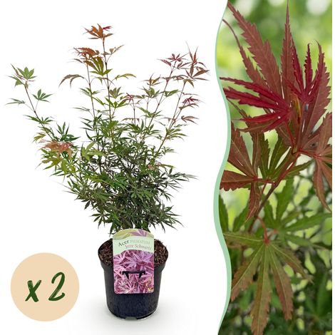 Lot de 2 Érables du Japon Acer palmatum Jerre Swarts Rouge Foncé Pot 19cm Hauteur 70cm - PANGIVO (1/5)