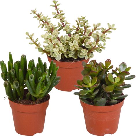 Lot de 3 Plantes Succulentes Crassula Mélange Varié Formes et Couleurs Pot 8,5 cm - PANGIVO (1/5)