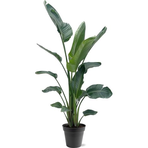 Strelitzia Nicolai XXL - Oiseau de Paradis Blanc - Plante d'Intérieur et Jardin - 190-225 cm - PANGIVO (1/5)