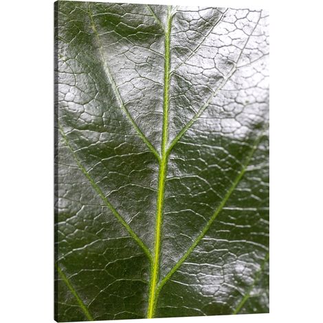 Lienzo impreso con la imagen de una hoja de helecho (Botánica) de 80x120 cm.
