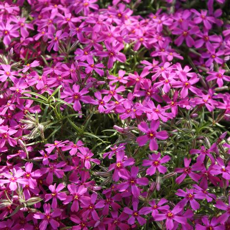 4 x Phlox mousse - Phlox subulata 'Atropurpurea' - godet 9x9 (1/4)