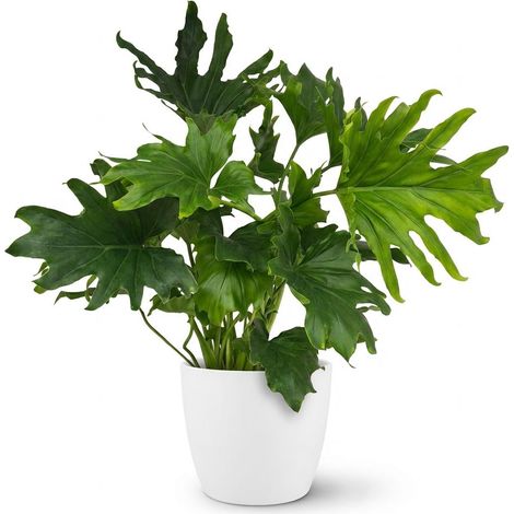 Philodendron Lickety Split - Plante d'intérieur avec Pot Blanc - Hauteur 70 cm - Vert - PANGIVO (1/5)