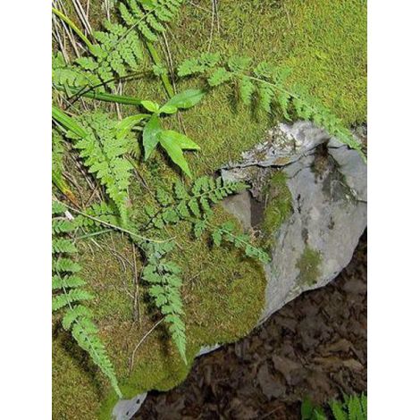 Woodsia obtusa Godet de 8/9 cm (1/3)