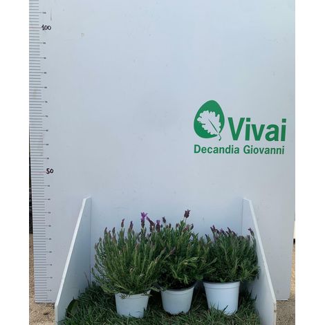 PIANTA DI LAVANDA ANGUSTIFOGLIA IN VASO 14 CM  (foto reali) profumatissima