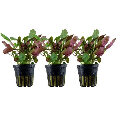 Aquarium Pflanze 3 Stück Lobelia cardinalis Wasserpflanze Topf Nr.353C Set