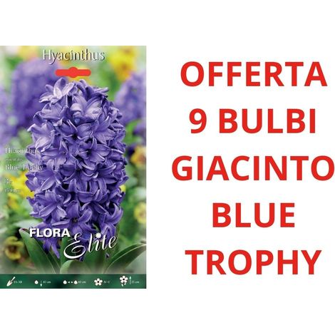 OFFERTA 9 BULBI DI GIACINTO BLUE TROPHY