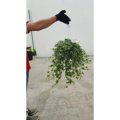 PIANTA DI EDERA "EDERINA" 60/80 cmIN VASO.