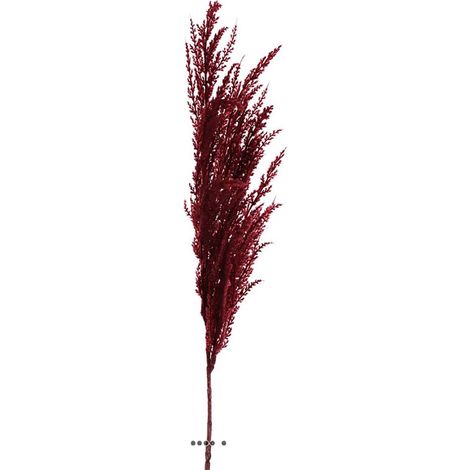 Magnifique fausse herbe de pampa grande tige 100 cm Pourpre - couleur: Pourpre (1/3)