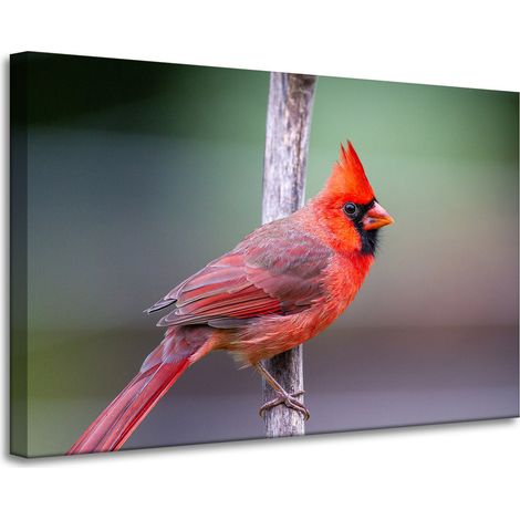 Impression sur toile Animaux Cardinal Oiseau 90x60 cm
