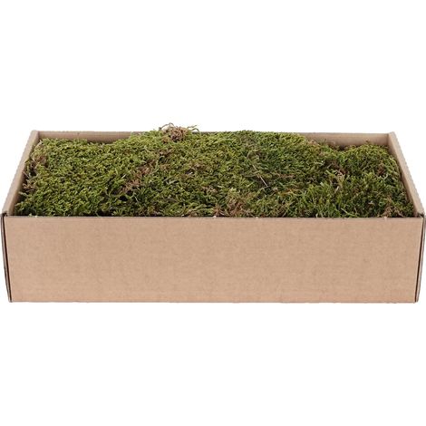 Muschio Piatto Essiccato 500 g Verde - Marrone