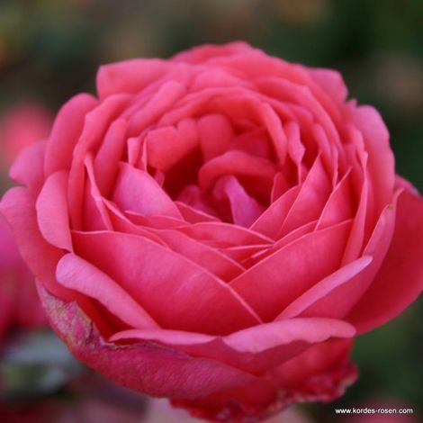 2 x Rosa - Kordes Parfuma® rosier 'Garten Princess Marie José'® -