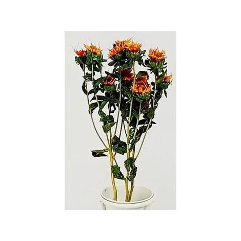 Fiori stella alpina arancione (kit da 10)