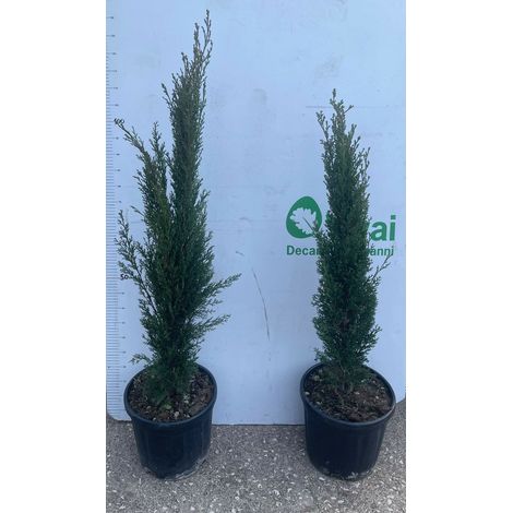 PIANTA DI CUPRESSUS SEMPERVIRENS " TOTEM" VASO 24 CM H 100/110 CM ( FOTO REALI)