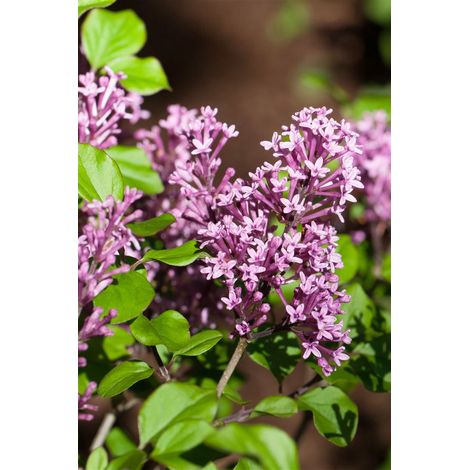 Meyer´s Flieder 'Palibin' Syringa meyeri 'Palibin' C3 40- 60