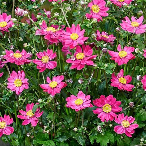 Anemone Hupehensis Fantasy Aurora in vaso da 18cm