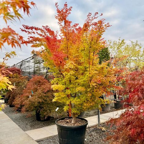 Acero rosso giapponese "Acer palmatum Sango Kaku" pianta in mastello ø35 h 130/150 cm