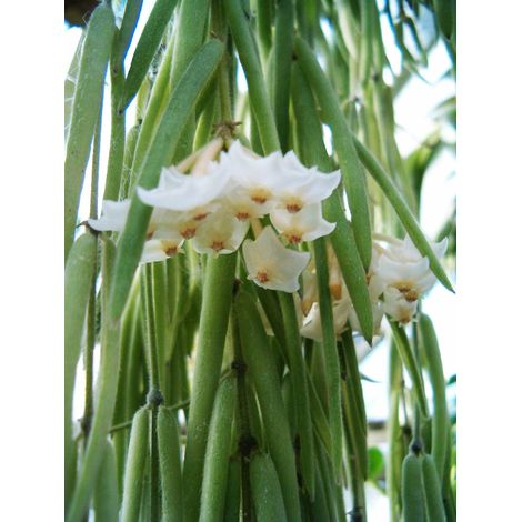HOYA LINEARIS FIORE DI CERA VASO 14CM (1/2)