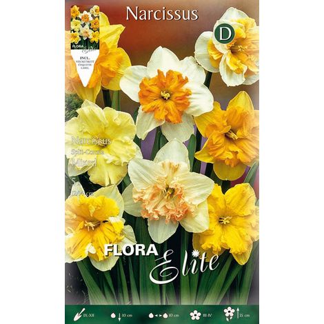 BULBI AUTUNNALI NARCISO SPLIT CORONA MIX DI COLORI CONFEZIONE DA 5 BULBI BULBS BULBES