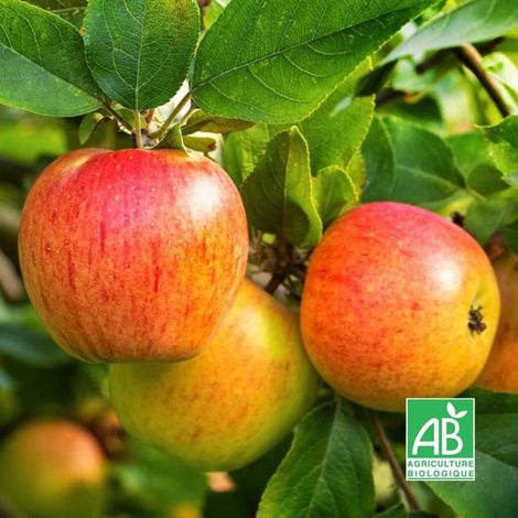 Pépinières Naudet – Pommier 'Reine des Reinettes' BIO – Arbre fruitier rustique – Pommes sucrées à cueillir dès septembre – Floraison blanche au printemps