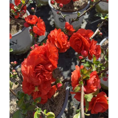 Gardenaria Fior di Pesco - Chaenomeles speciosa 'Orange Storm' - Arbusto ornamentale da giardino - Altezza: 40/60 cm (vaso19) (1/3)