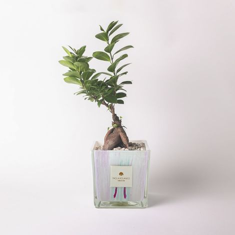 Bonsai ficus ginseng en verre décoré à la main - Idée cadeau original Clio - Lilas