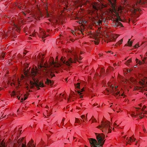 Érable du Japon Beni-Maiko - Acer palmatum beni-maiko 40cm