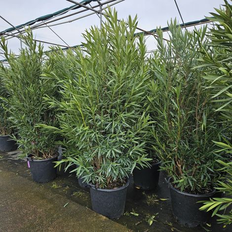 Oleandro a cespuglio "Nerium Oleander" pianta in mastello  ø40 cm h. 150/200 cm - Rosa salmone