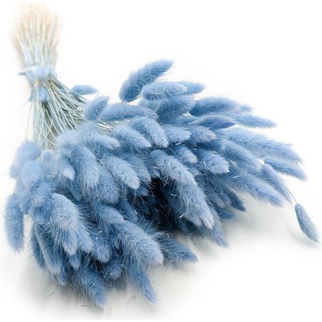 Lagurus Seco - Lagurus ovata - Azul