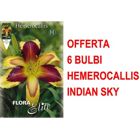 OFFERTA 6 BULBI HEMEROCALLIS INDIAN SKY BULBS BULBES
