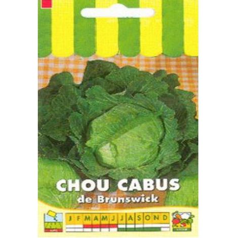 Chou cabus 'De Brunswick' le sachet de 650 graines (3g) (1/2)