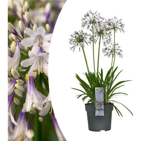 Agapanthe Fireworks Lys du Nil Fleurs Bicolores Violet et Blanc Pot Ø 23 cm - PANGIVO (1/5)